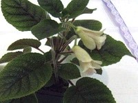 Sinningia 'An's Nyx' Sinningia 'An's Nyx'